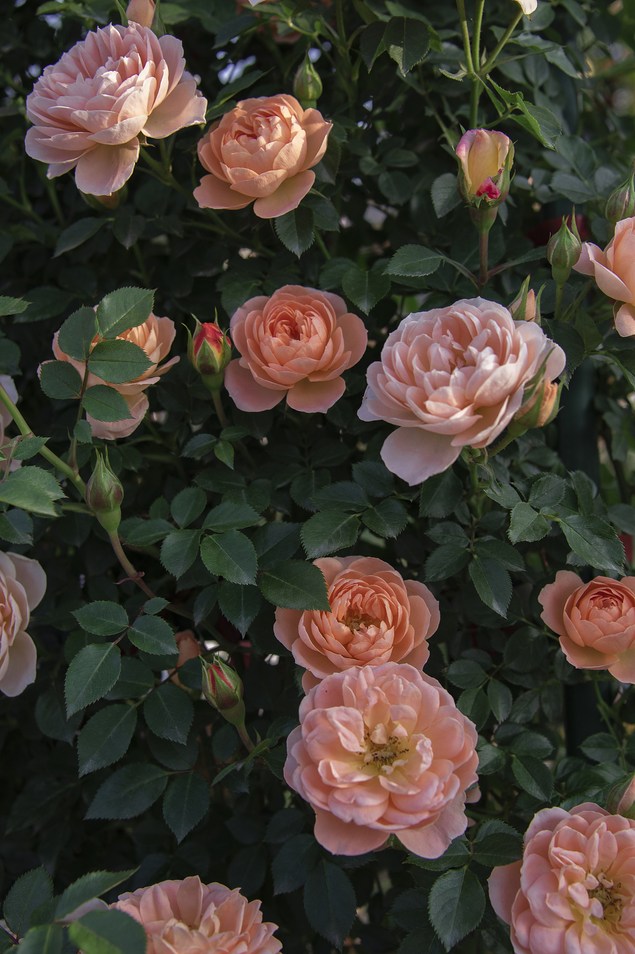 夏日~月季～玫瑰??（圖ZMzAwMzUxMDMy） - 風(fēng)光攝影 - 站酷設(shè)計(jì)師阿雪啦原創(chuàng)素材 - 站酷ZCOOL