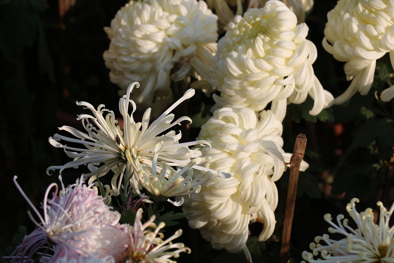 采菊东篱下,悠然见南山