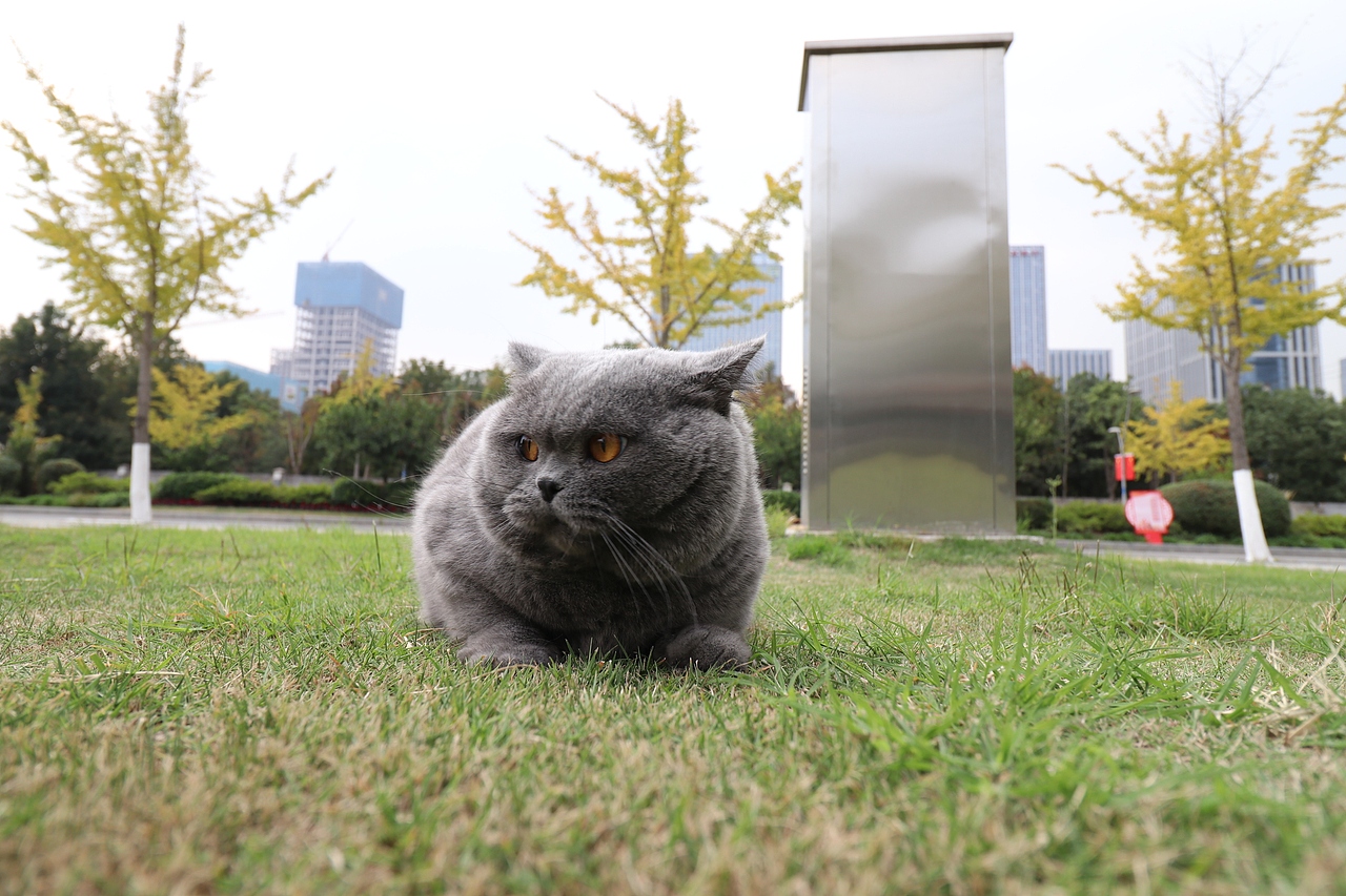 沐米猫舍 纯蓝色-英国短毛猫-高清照片