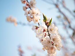 早春李花和臭狗