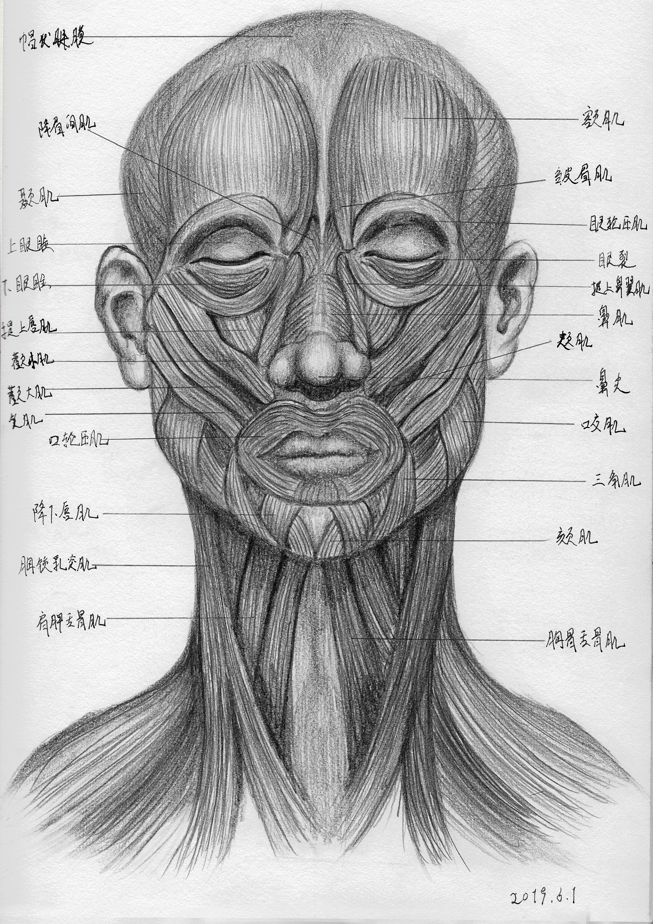 人体素描结构：适合于绘画爱好者和插画师的人体的结构解说教程_我扫插画网
