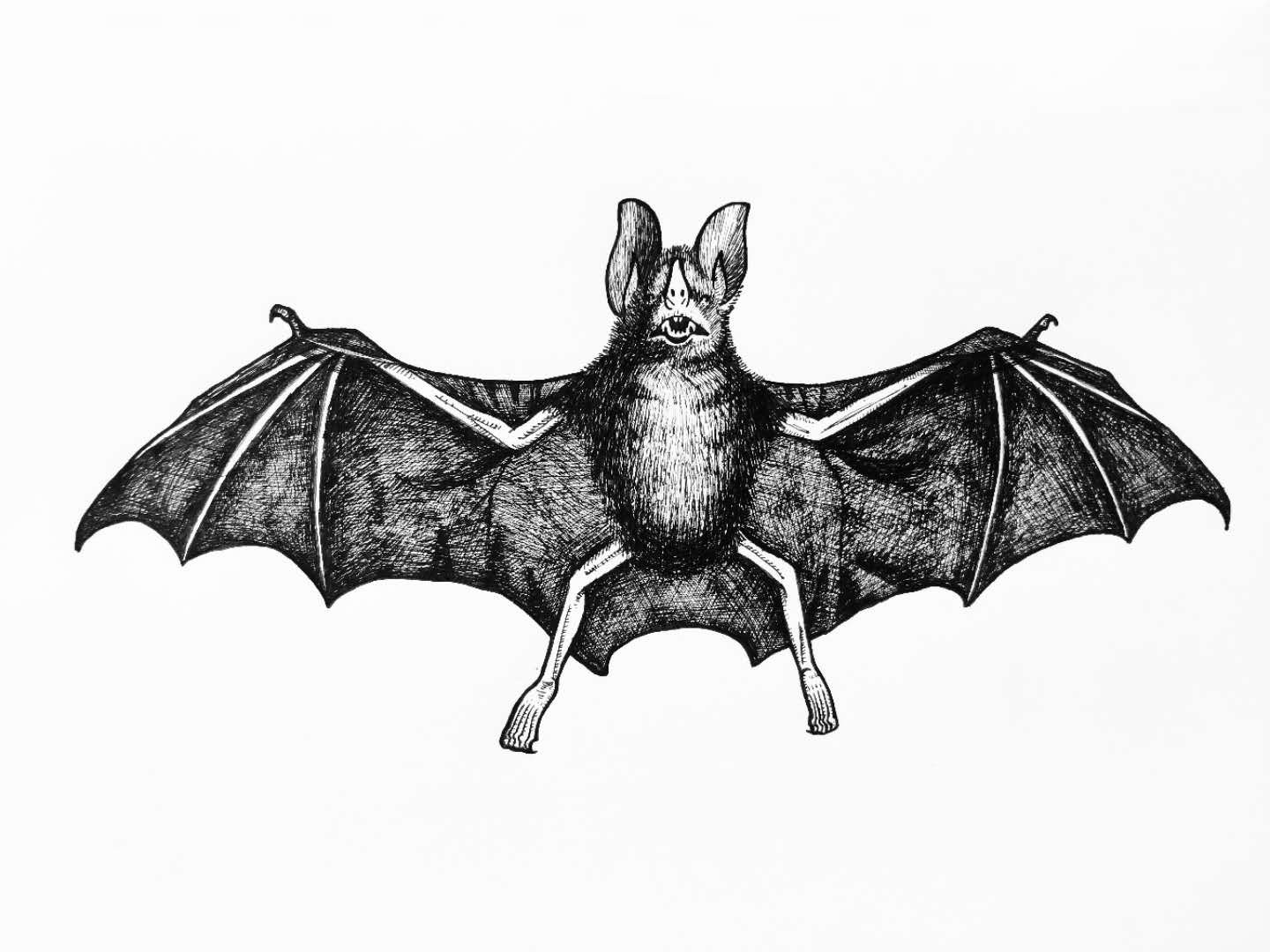 蝙蝠抽象画图片