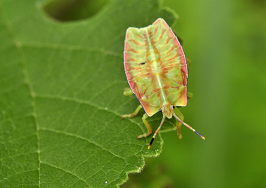 2011年6月&nbsp;&nbsp;杭州闲林&nbsp;&nbsp;&nbsp;硕蝽若虫&nbsp;&