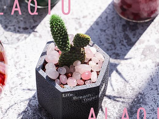 多肉，肉肉的植物软萌酱