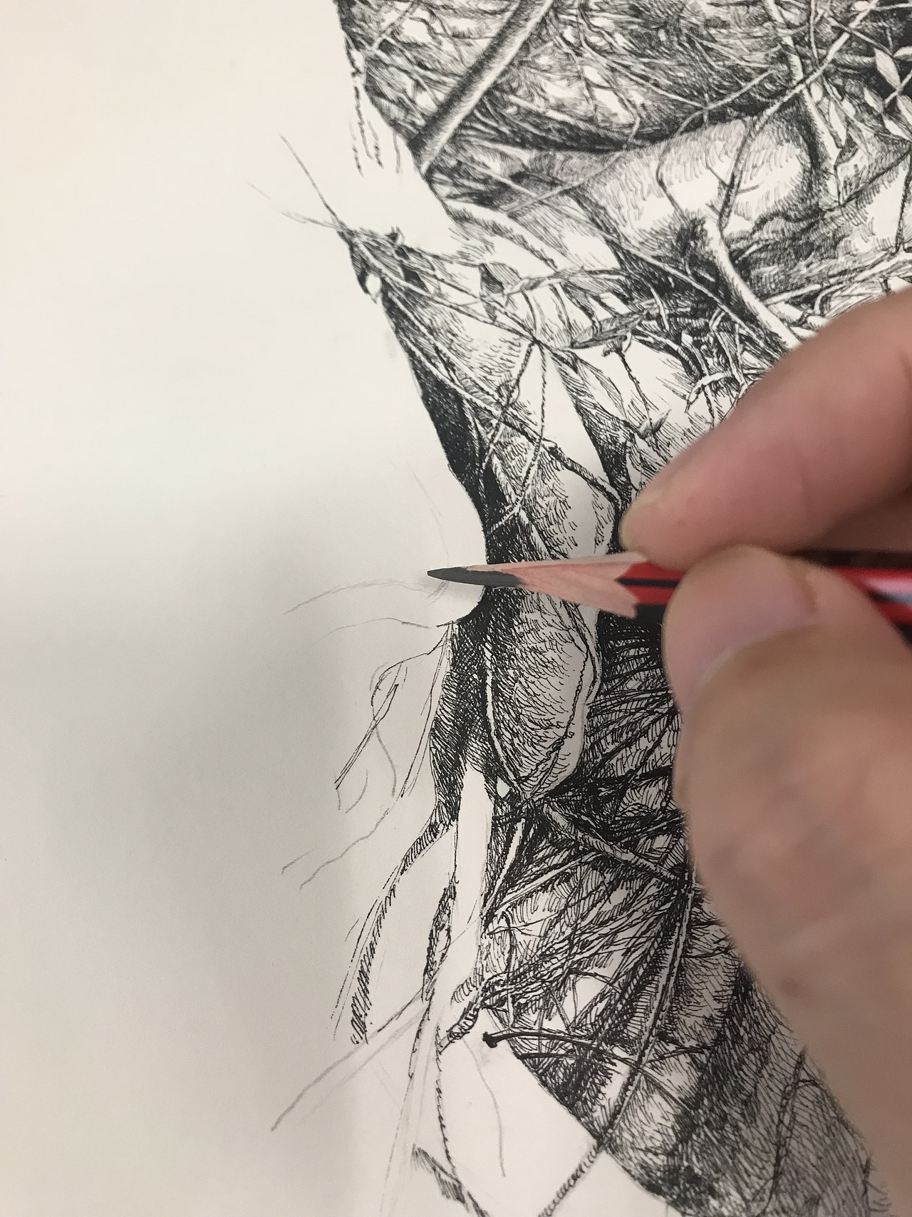 古藤老树（图ZMTM3MTgxODQ0） - 绘画 - 站酷设计师ohwa俊桦原创素材 - 站酷ZCOOL