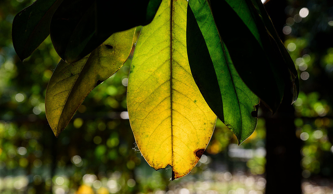 风光 | 花花草草一箩筐（图ZMTU5NjI4MTI4） - 风光摄影 - 站酷设计师小獭原创素材 - 站酷ZCOOL