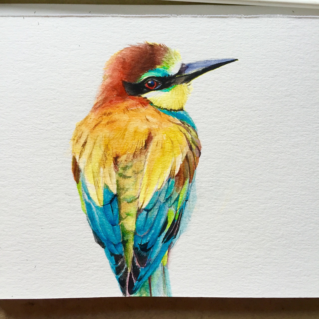 黄喉蜂虎和一堆随手画画找感觉的小练习学习图