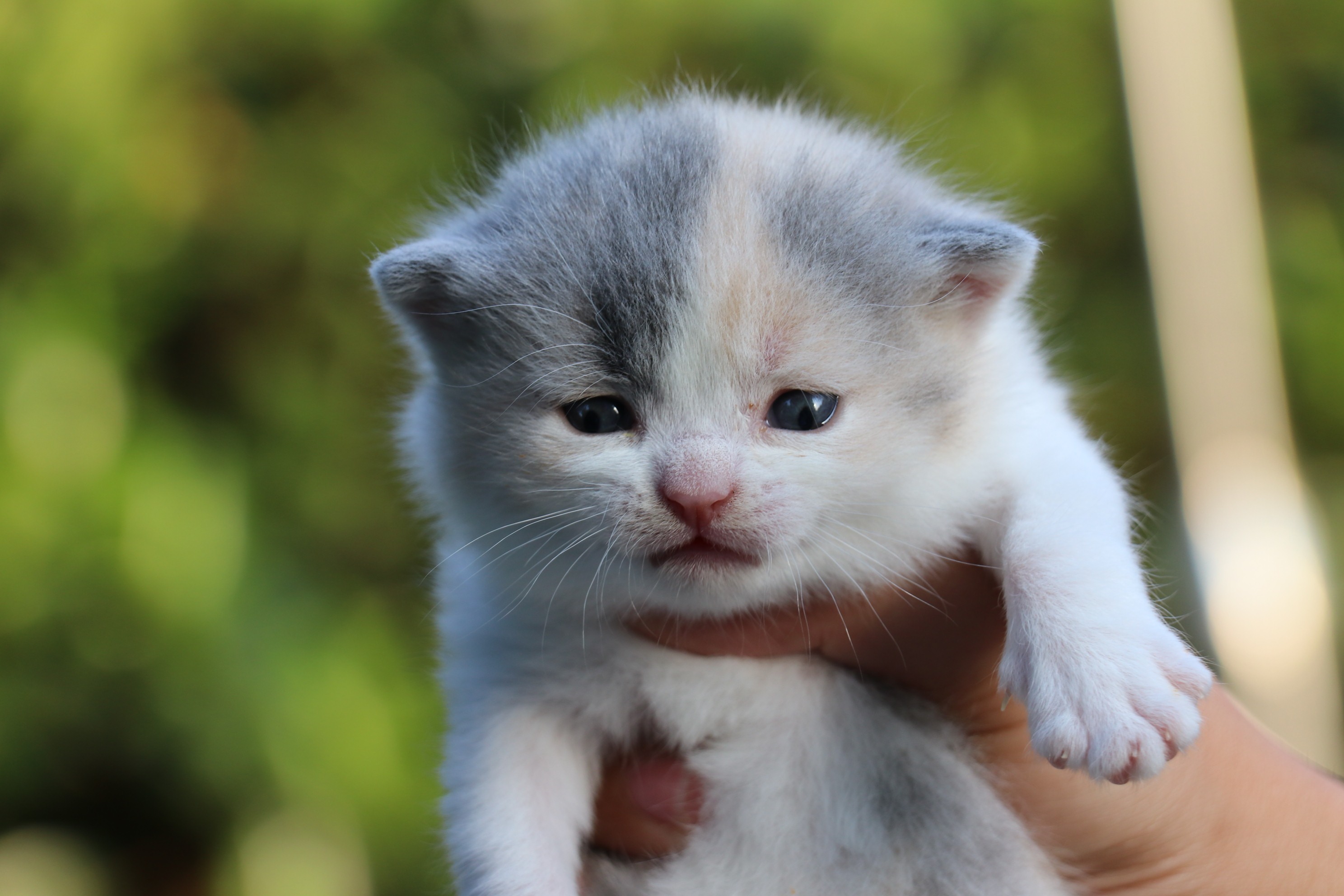 英短五粉三花猫咪照片
