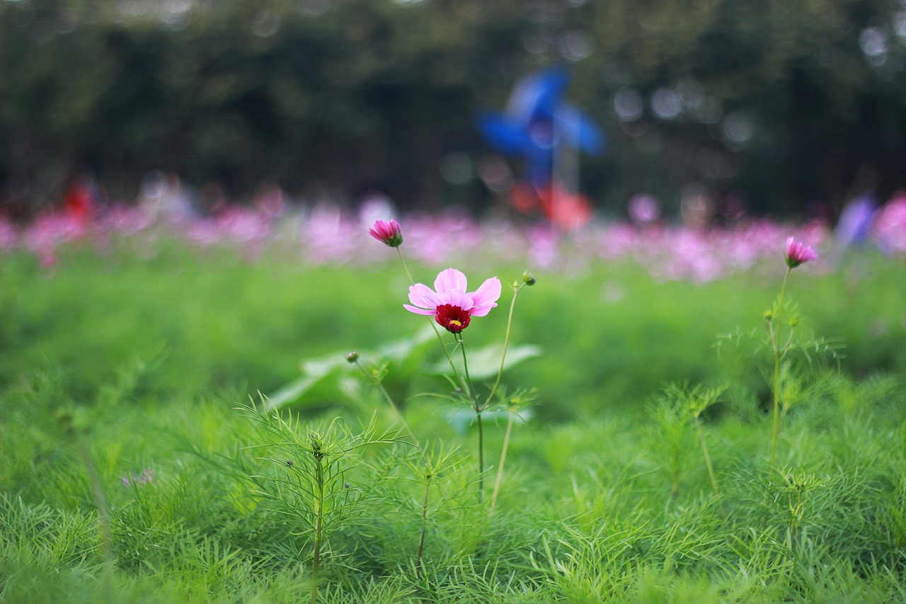 春风十里 花开时刻（图ZNjg0NDg3MDA=） - 人像摄影 - 站酷设计师牵着蜗牛去跑步原创素材 - 站酷ZCOOL