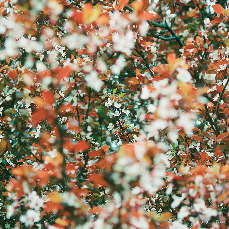 一场繁花（图ZMTI4NjA1NzY0） - 风光摄影 - 站酷设计师朵拉影像原创素材 - 站酷ZCOOL