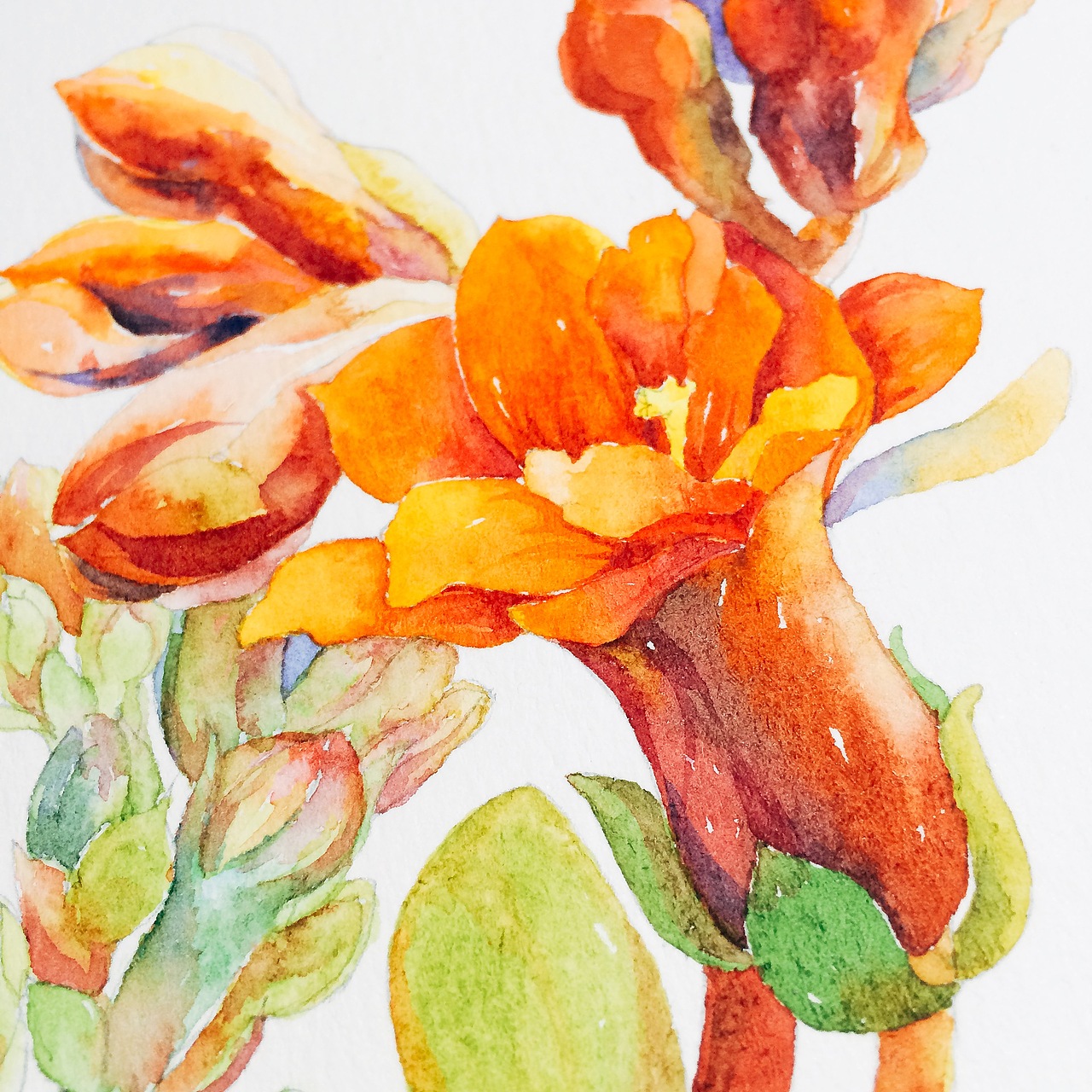 水彩长寿花绘画过程图