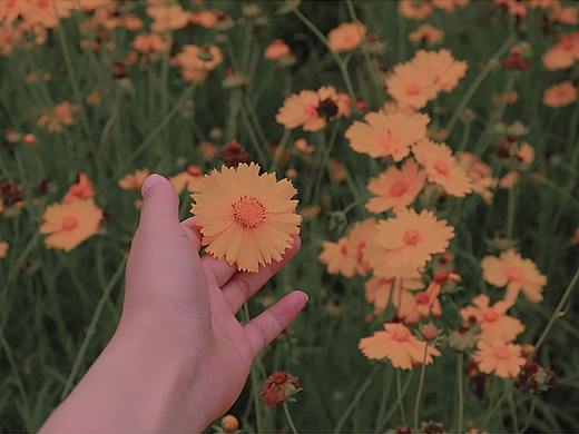 夏日の菊