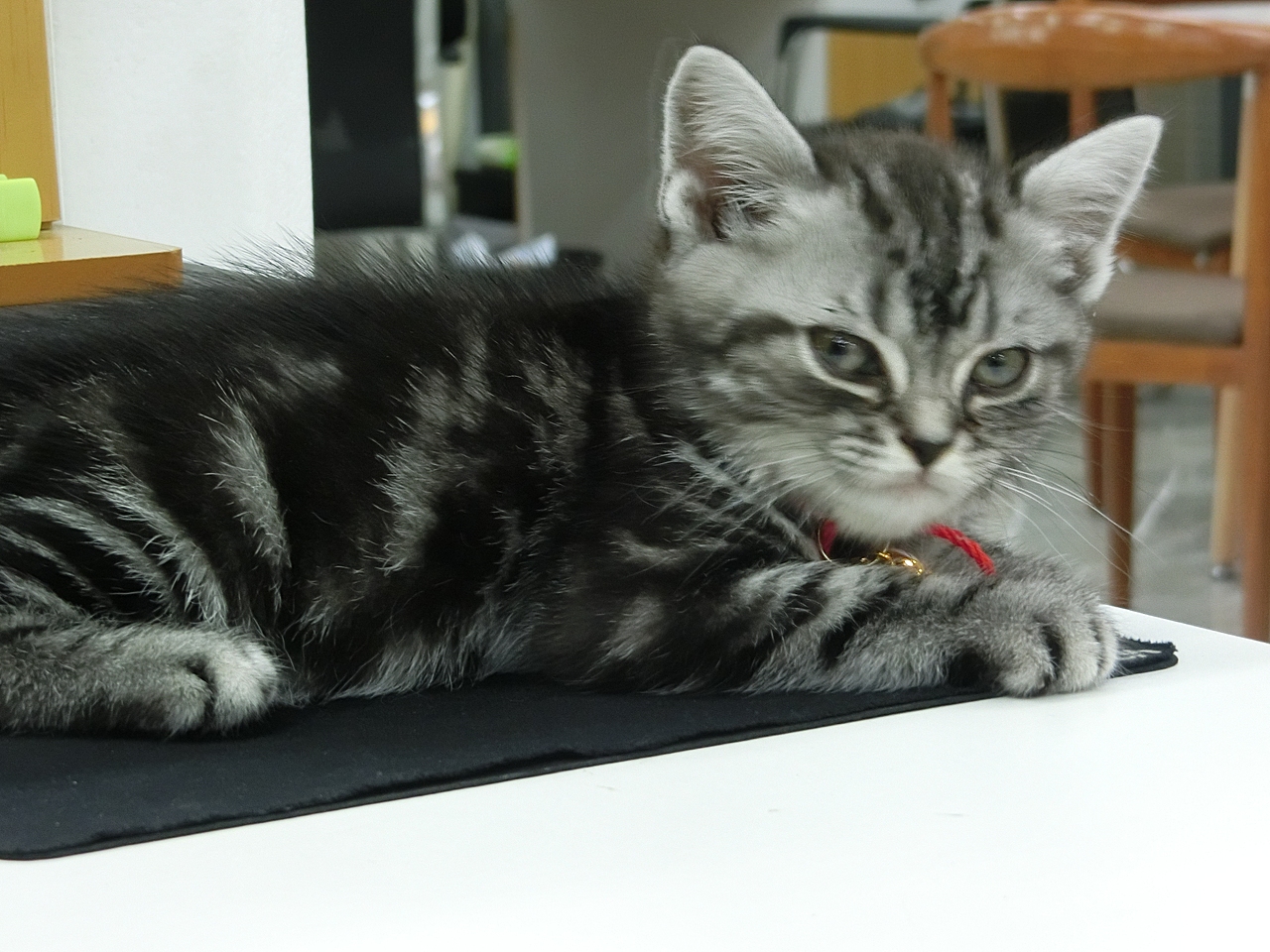 猫-美国短毛猫-刀仔