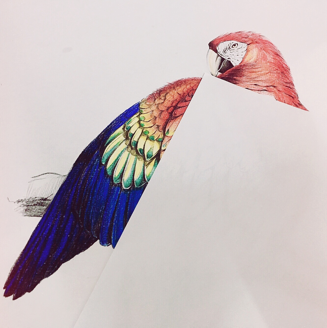 《五彩金刚鹦鹉》