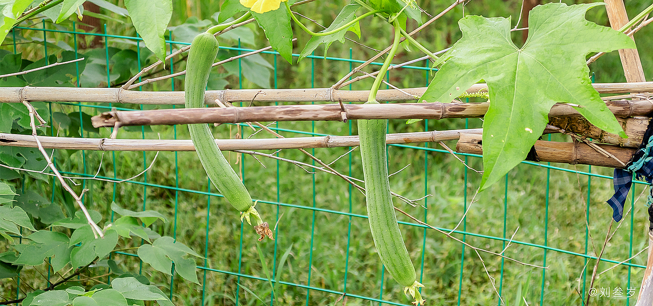 哇，好嫩的丝瓜啊 喵喵有没有人。嗯，，有人