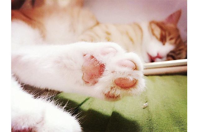 嫩嫩的小爪子,真的太可爱了,我总是在他睡着的时候把他抱起来,之后他就会很怨恨的看着我,挣脱开后继续睡。