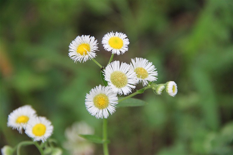 上海随拍（图ZMjUzMzI2OTY=） - 风光摄影 - 站酷设计师向日葵的阳光原创素材 - 站酷ZCOOL