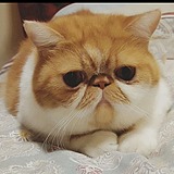 蓝与橘的头像