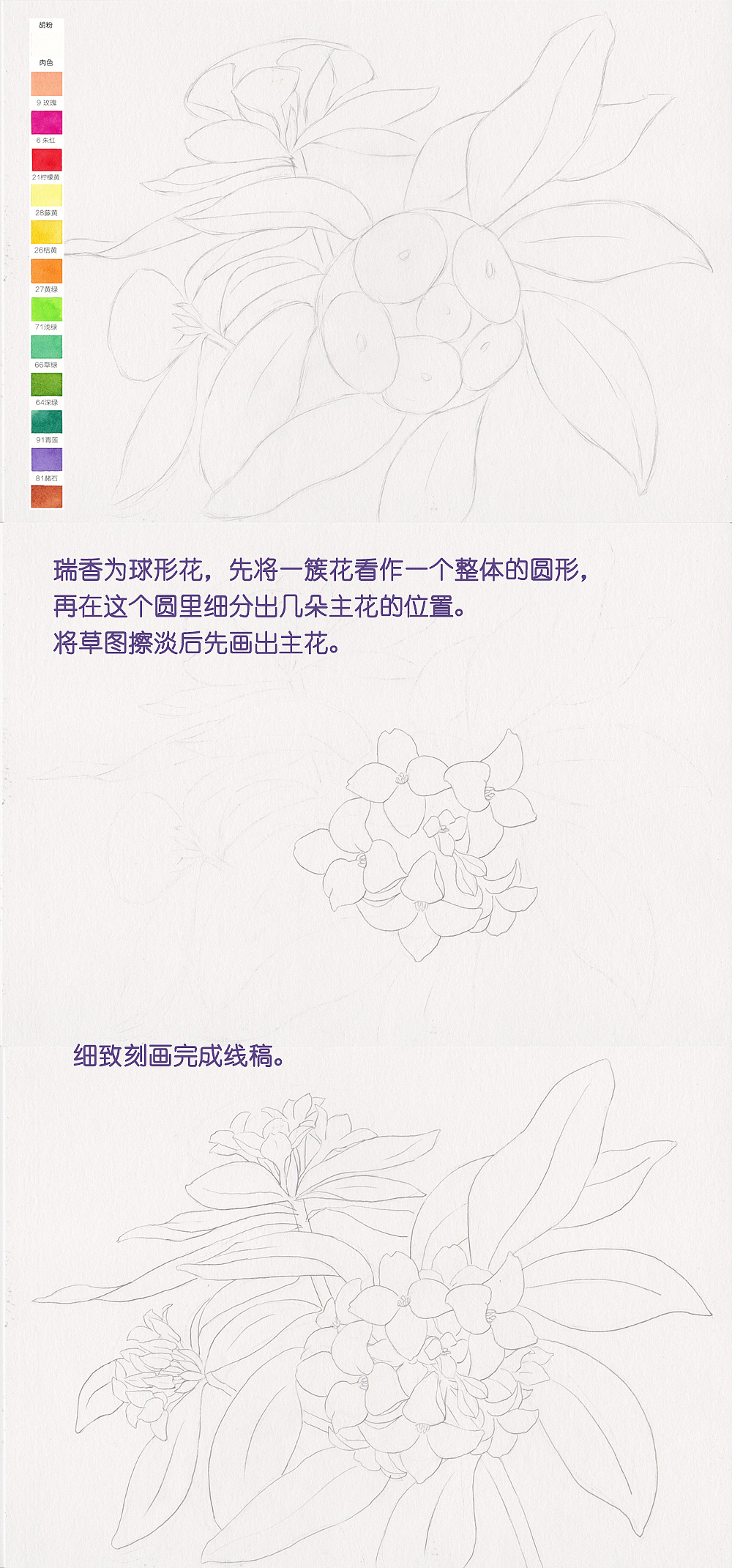 《二十四番花信風(fēng)》水彩花卉繪畫技法——瑞香篇（圖ZNTM0NzI0MDQ=） - 商業(yè)插畫 - 站酷設(shè)計(jì)師吳都Jasmine原創(chuàng)素材 - 站酷ZCOOL