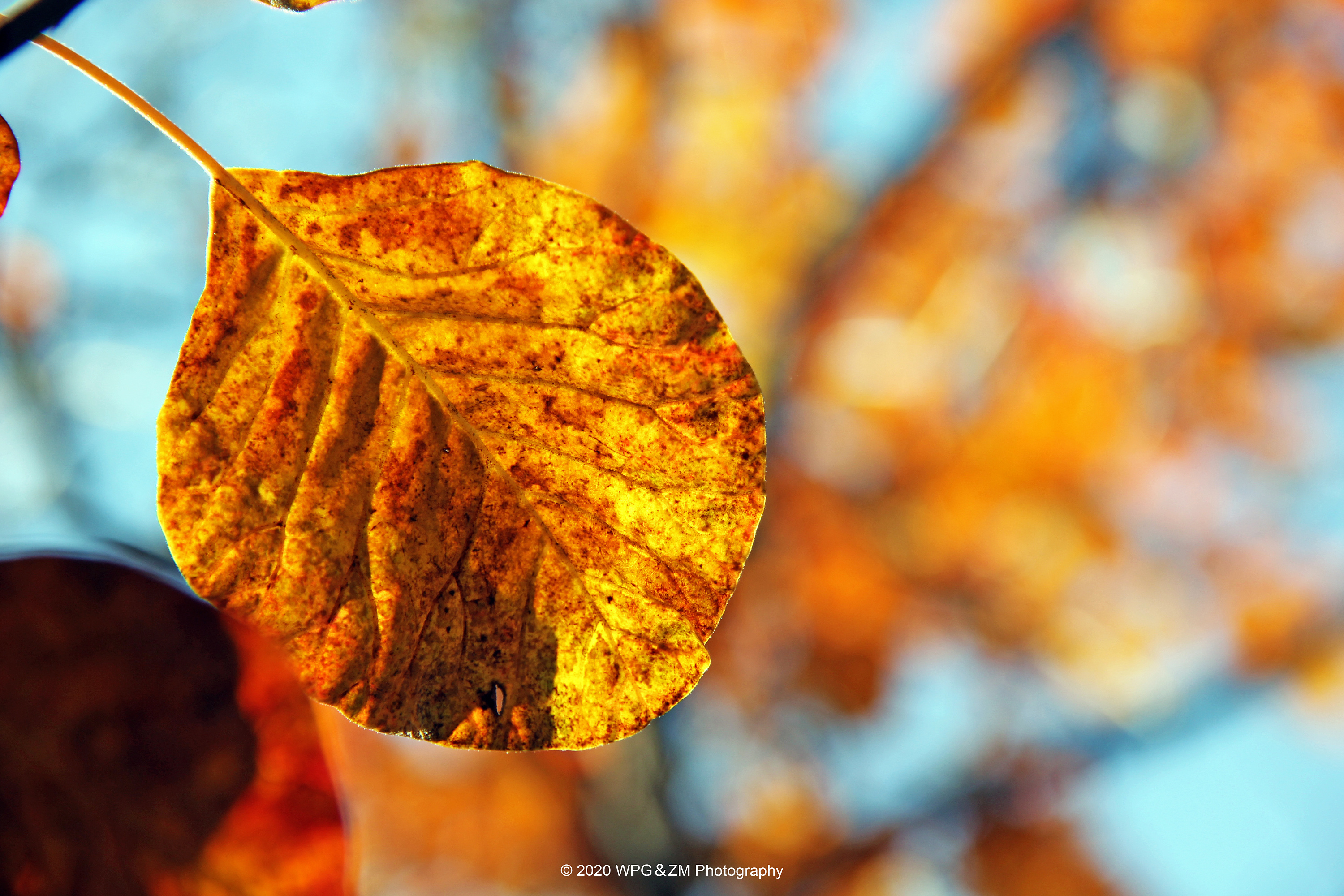 《 一叶知秋 》|摄影|风光摄影|王珮光 - 原创作品 - 站酷 (zcool)