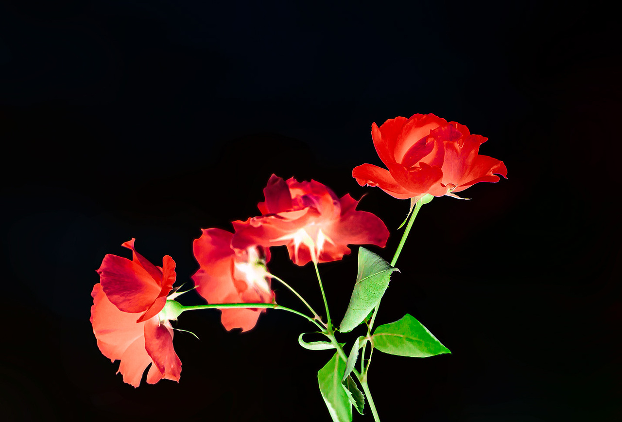 花花草草（图ZMjA5NzE5NDA0） - 风光摄影 - 站酷设计师zhaohaijung原创素材 - 站酷ZCOOL