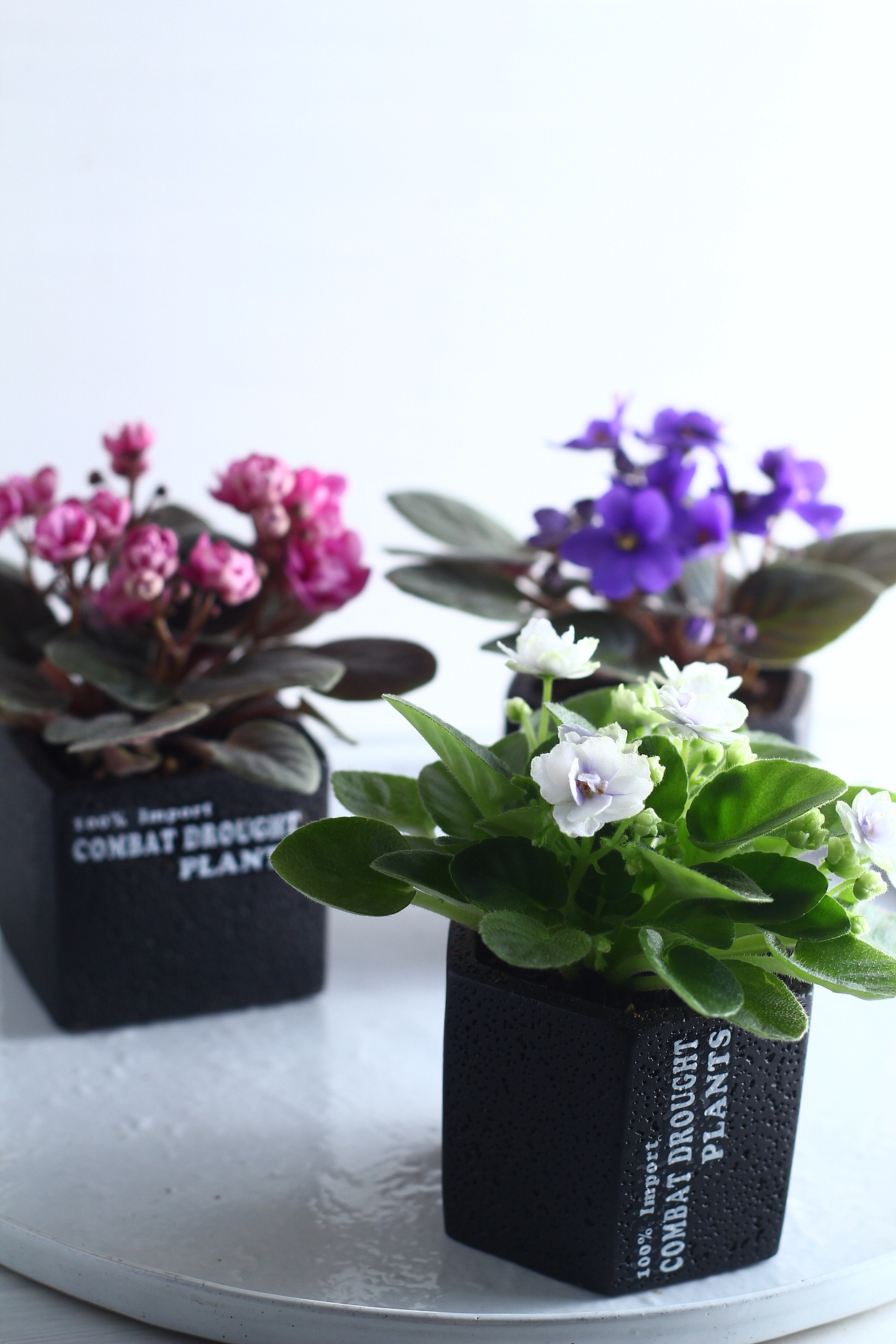 重瓣紫罗兰 黑色英文水泥盆 盆栽 | 绿植摄影