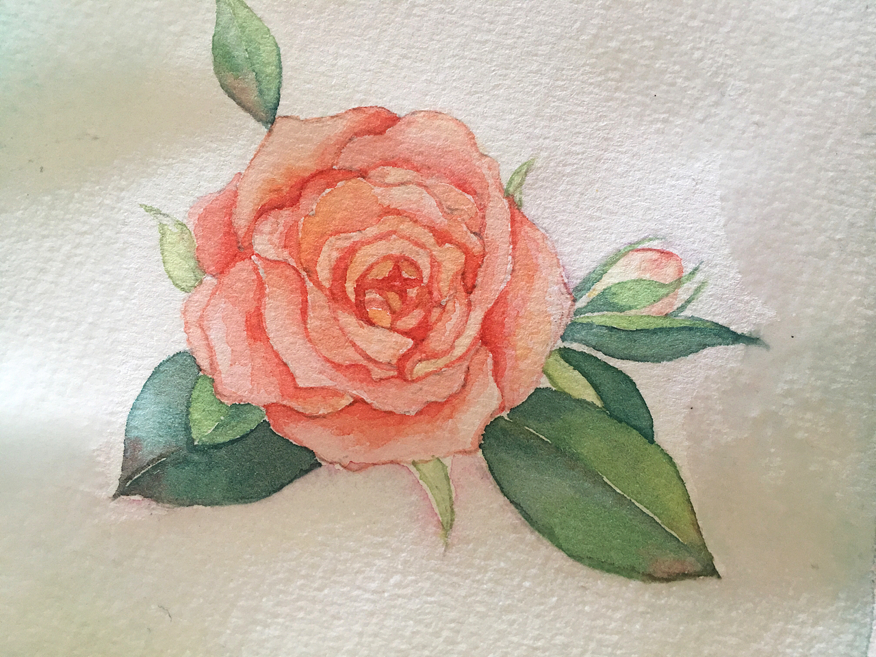 水彩玫瑰手绘
