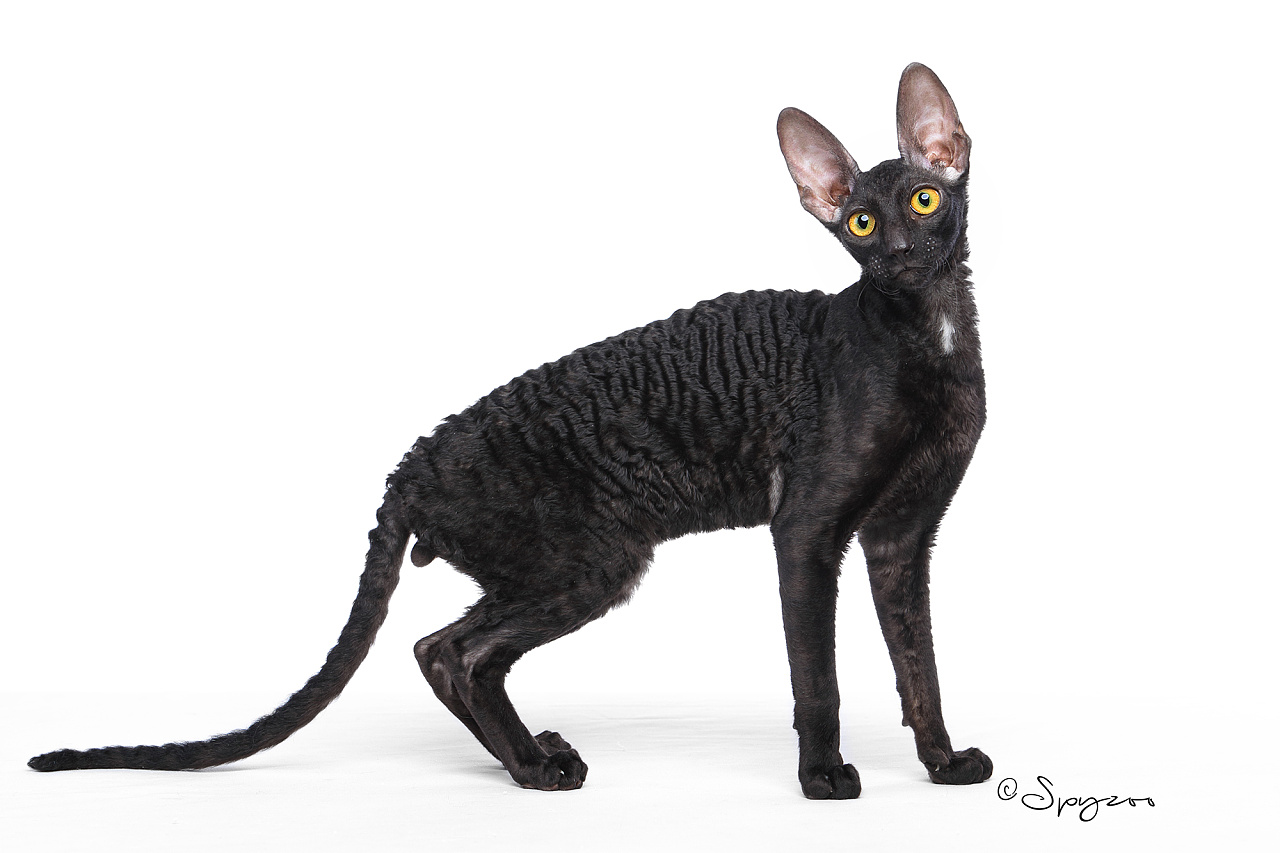 spyzoo大连wcf现场拍摄的柯尼斯