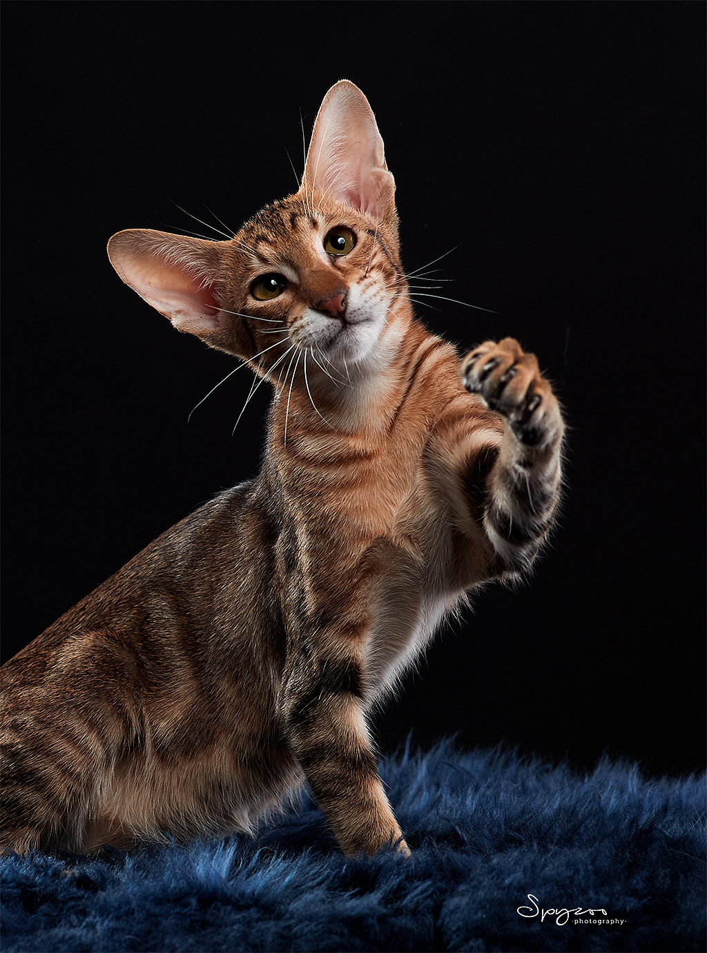 东方短毛猫天津影棚拍摄九月