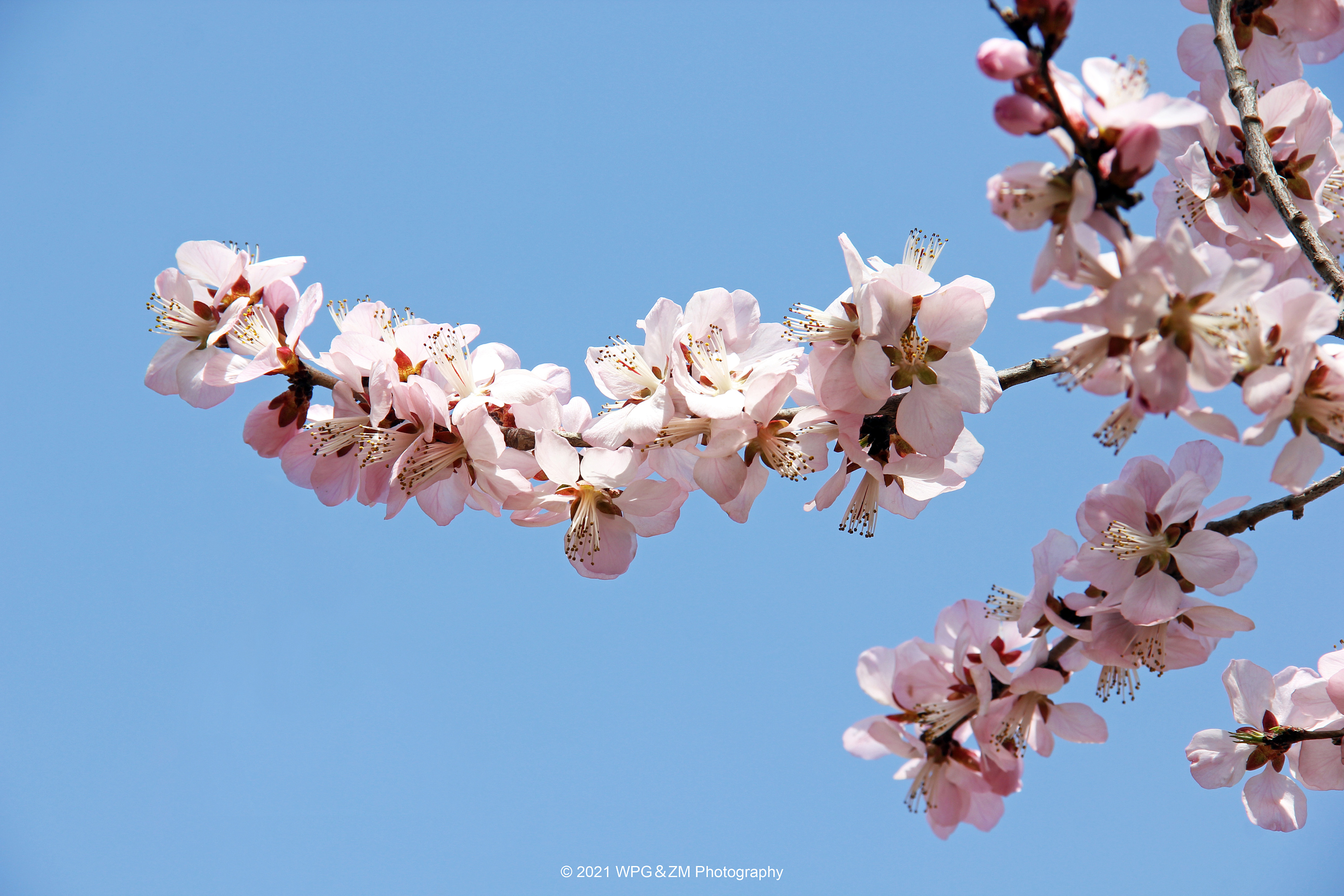 《 桃花开 》|摄影|风光摄影|王珮光 - 原创作品 - 站酷 (zcool)