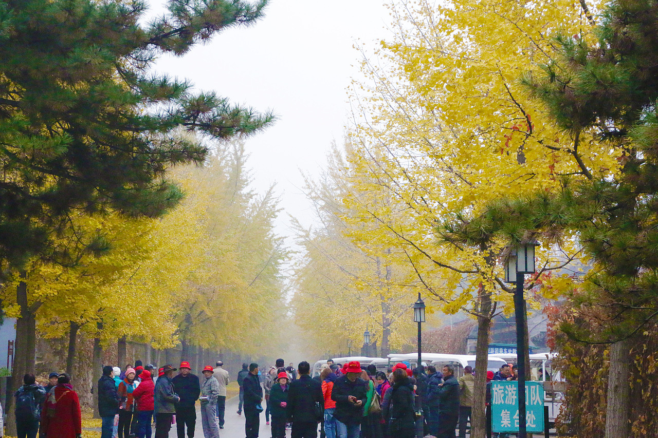 2015年11月12圆明园秋景