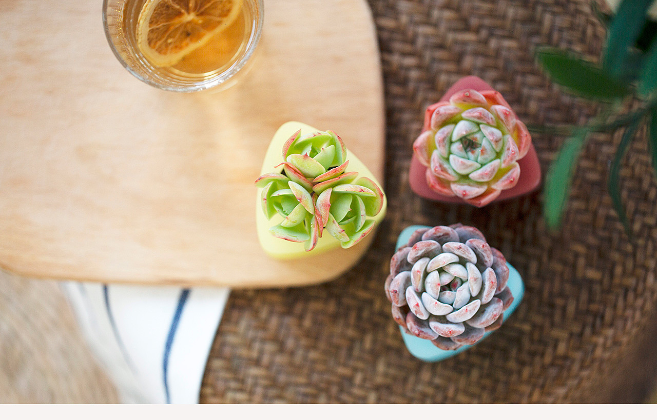 三款INS风家居无土栽培多肉植物-产品摄影（图ZMTMzNTk2NTAw） - 产品摄影 - 站酷设计师Pazza大安原创素材 - 站酷ZCOOL