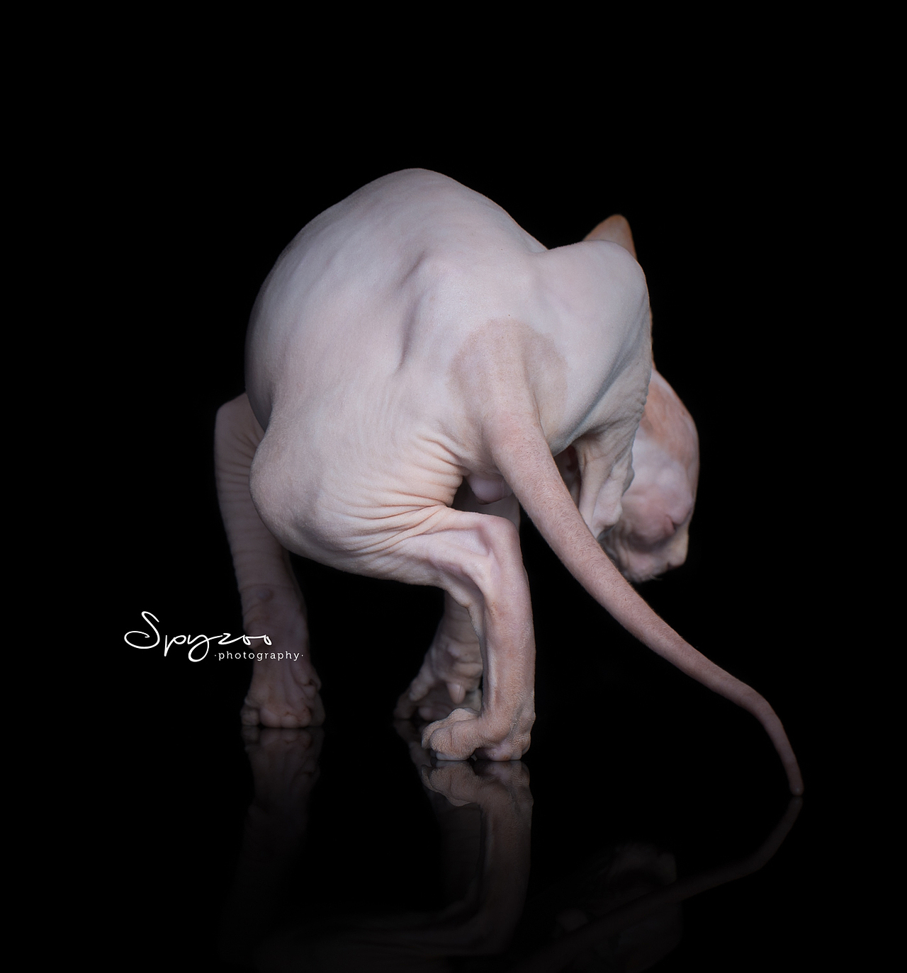 SPYZOO猫赛猫照片之「斯芬克斯无毛猫」