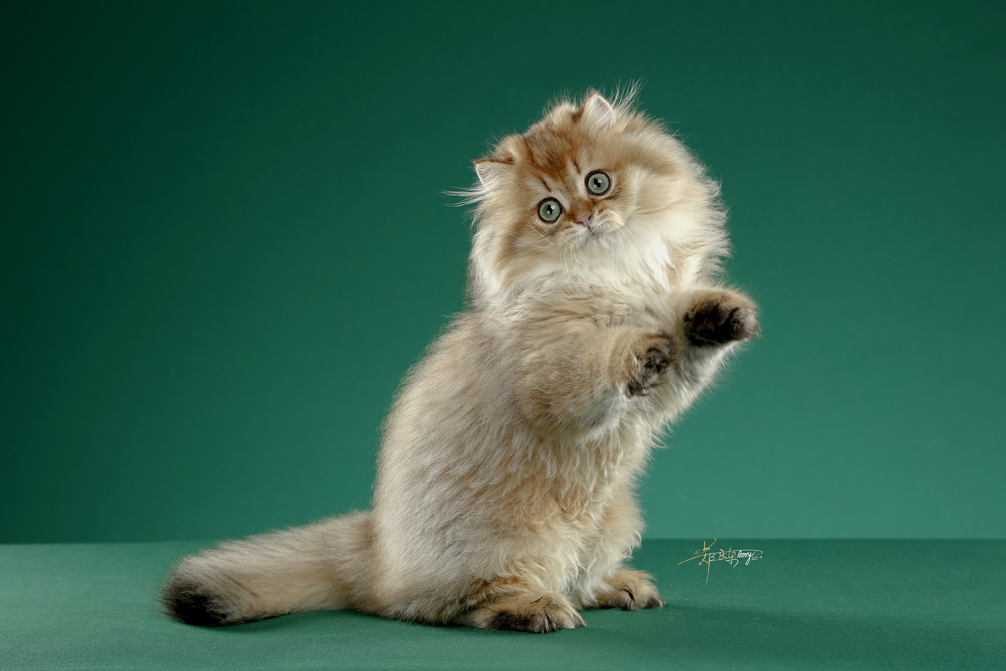 英国长毛猫|摄影|宠物摄影|amyworks赛猫摄影 - 原