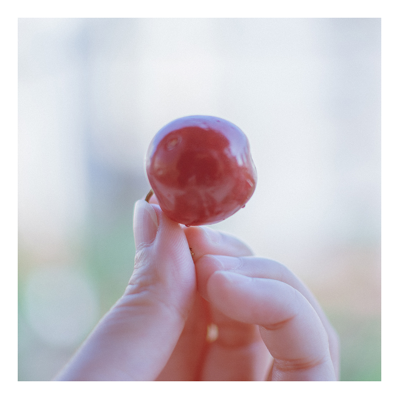 如樱桃般的想念