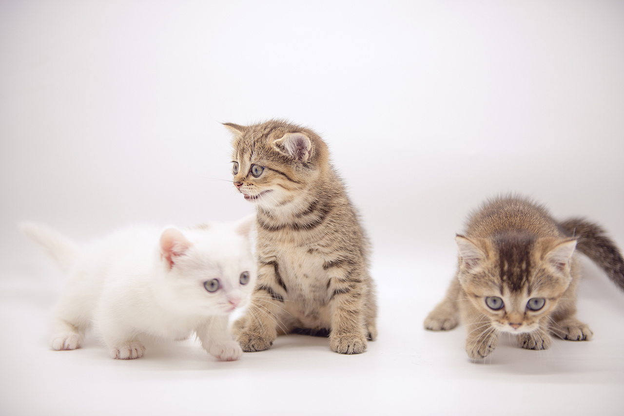 公司新出生的一窝小猫