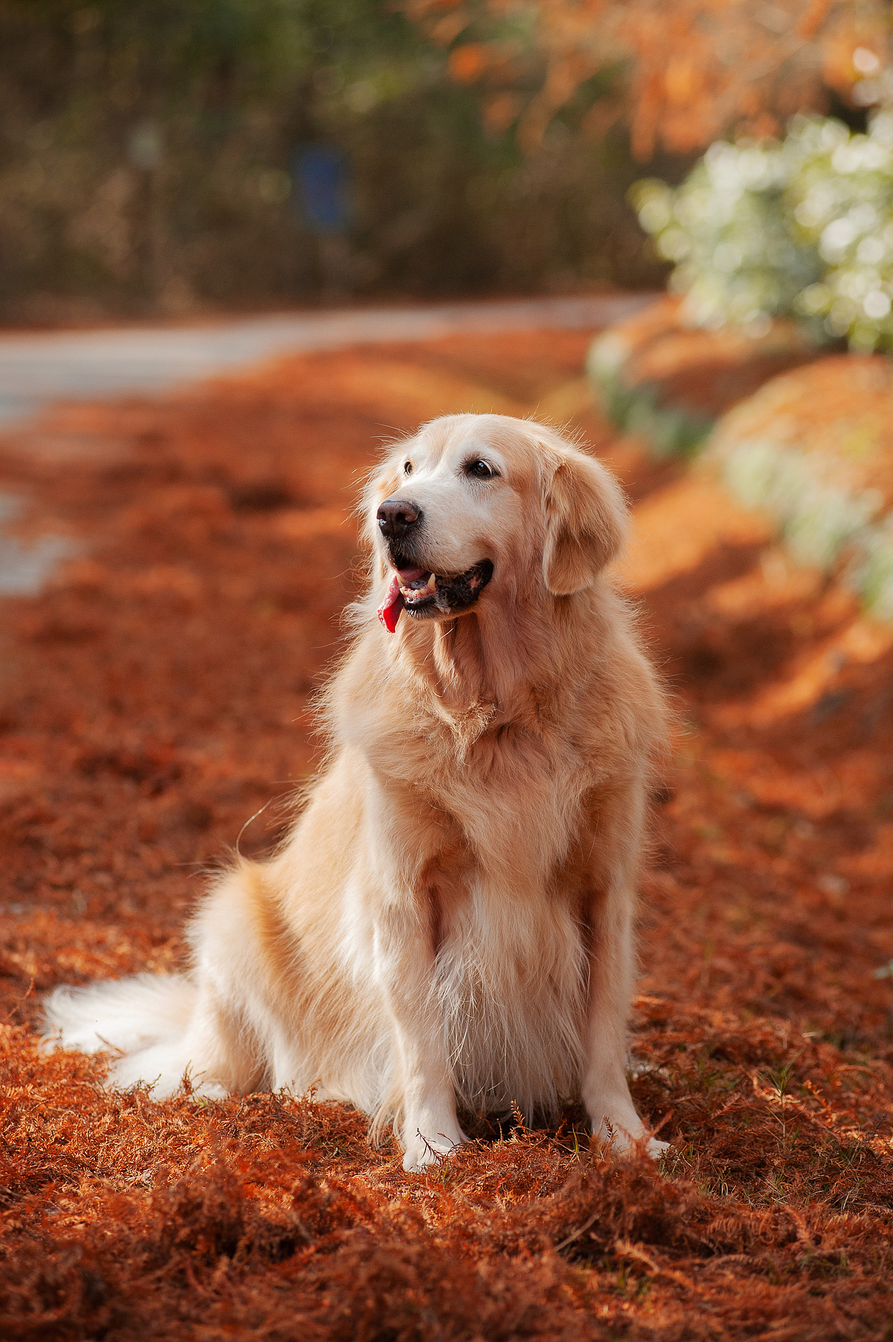 13岁的金毛姑娘俏妞【均木纪实宠物摄影】