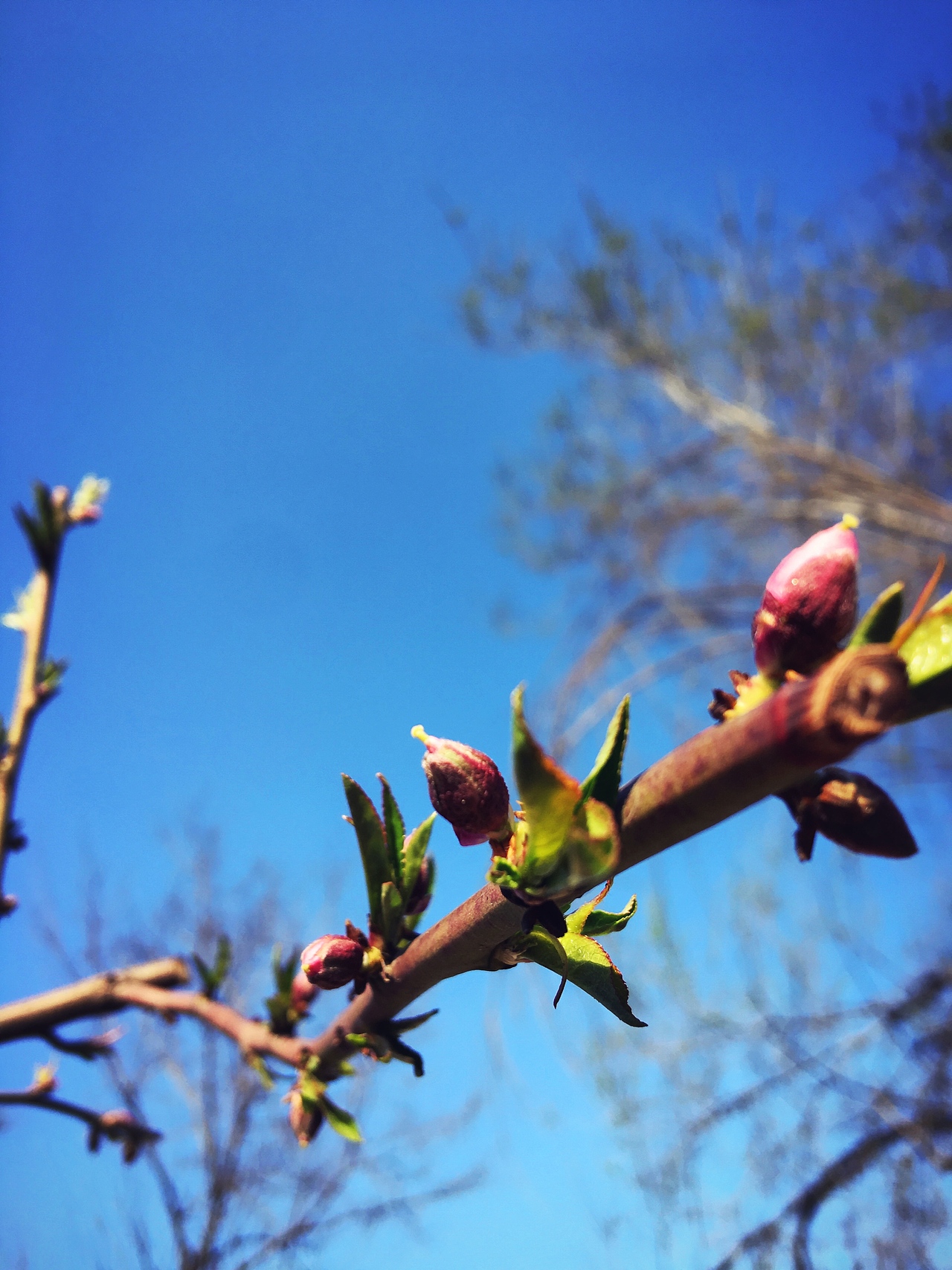 梨花开了（图ZODM5NjE5Mjg=） - 人文/纪实摄影 - 站酷设计师阿熵原创素材 - 站酷ZCOOL