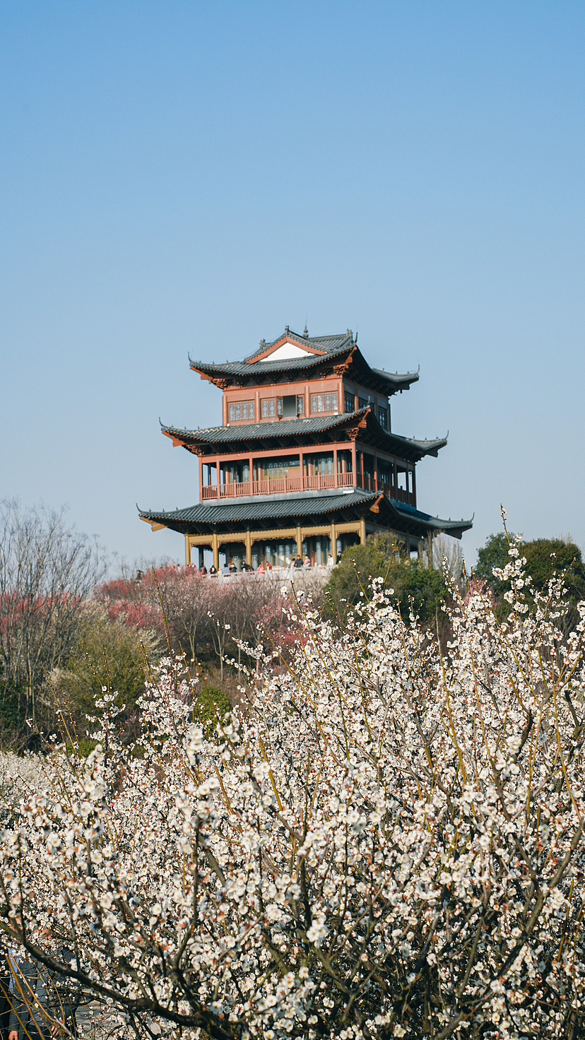 南京溧水傅家边梅花山