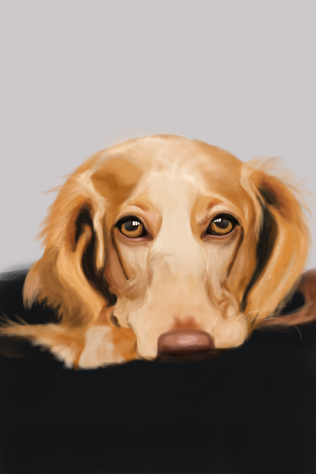 狗狗|插画|插画习作|chad96 - 原创作品 - 站酷 (zcool)