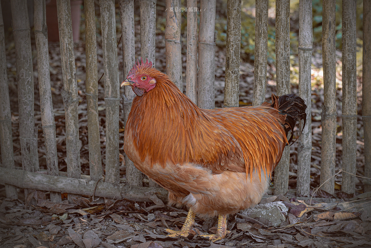 胖胖老母鸡