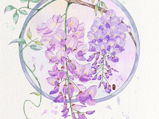 紫藤花/水彩花卉