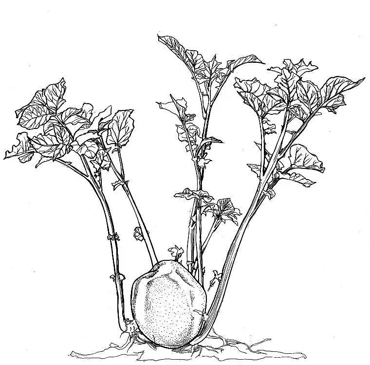 果蔬线描组（图ZNTY1MTQ2NDg=） - 绘画 - 站酷设计师多多猴原创素材 - 站酷ZCOOL