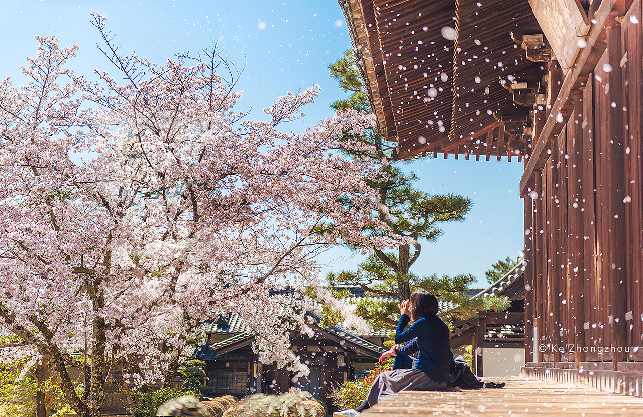 日本樱花季旅游（图ZMTExNjk1NjEy） - 风光摄影 - 站酷设计师KeZhongzhou原创素材 - 站酷ZCOOL