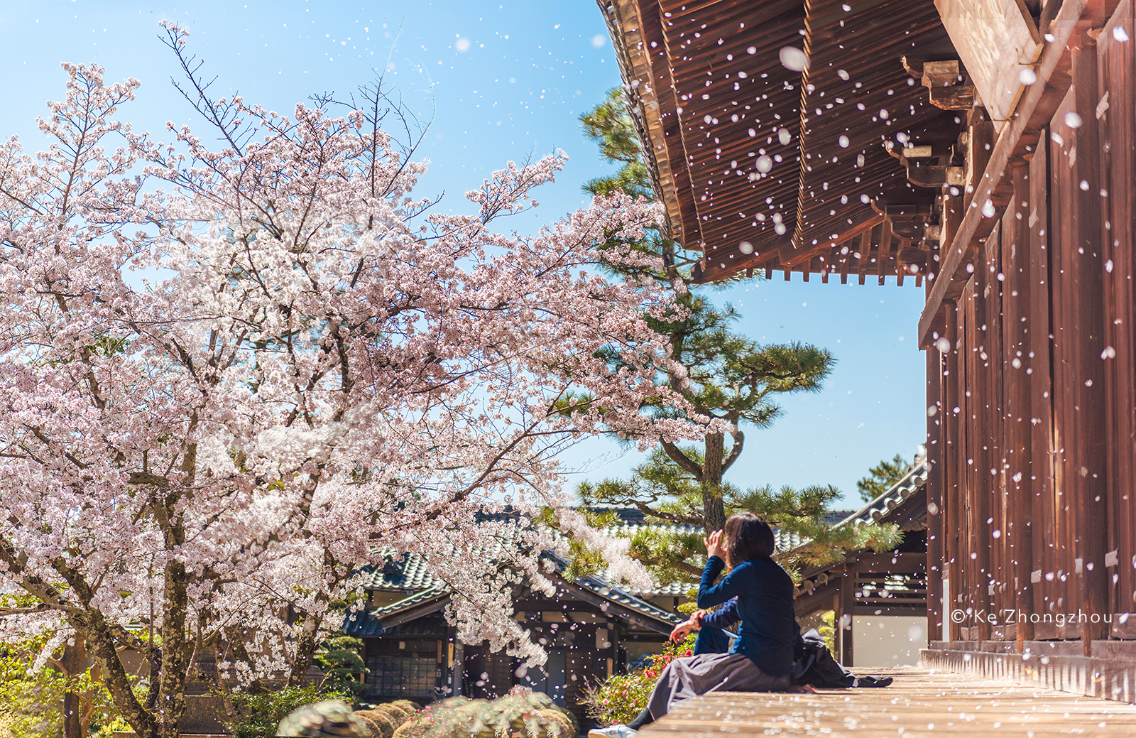 樱花之国：日本|行业新闻