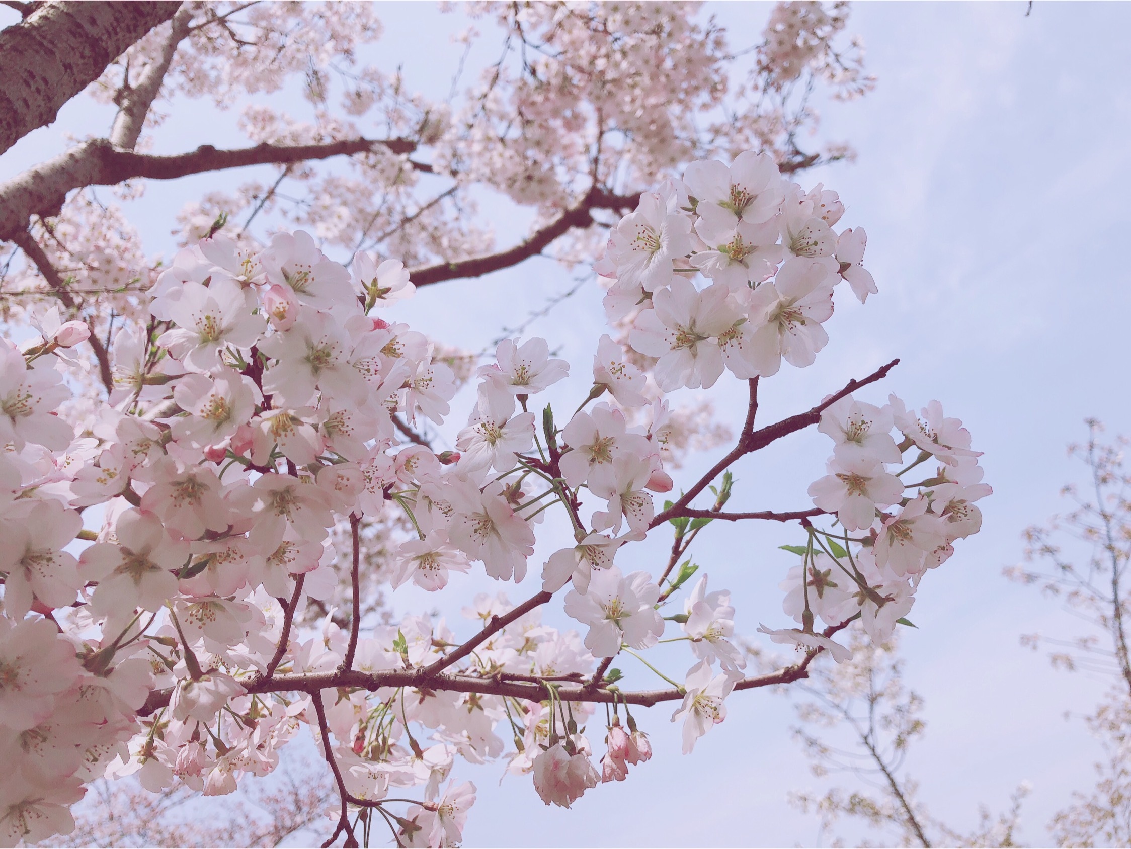 【蓝天下的樱花摄影图片】上海顾村公园生态摄影_老色廊摄影博客_太平洋电脑网摄影部落