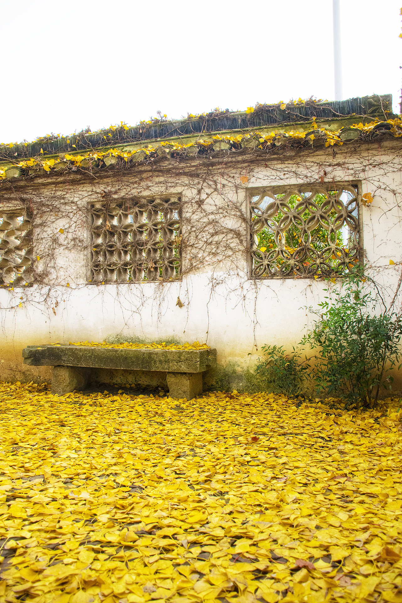 东山银杏（图ZMTM4NzMxMzU2） - 风光摄影 - 站酷设计师心若有夕原创素材 - 站酷ZCOOL