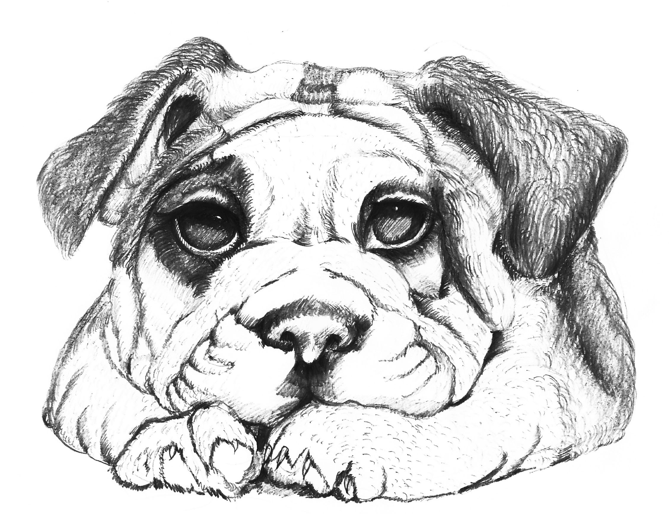 素描小狗简单图片