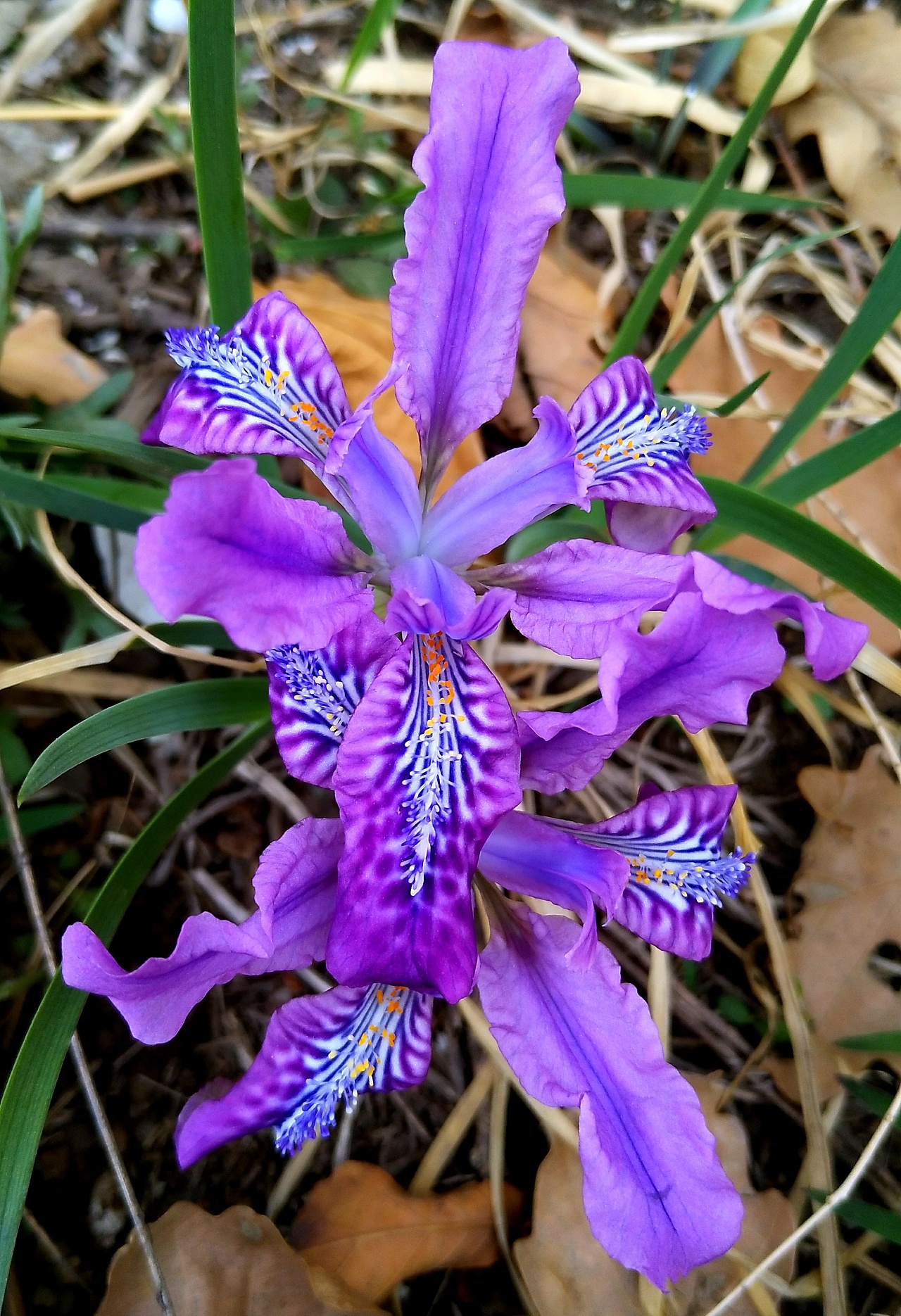 手机拍摄马兰花