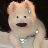 米宗ya米宗的头像